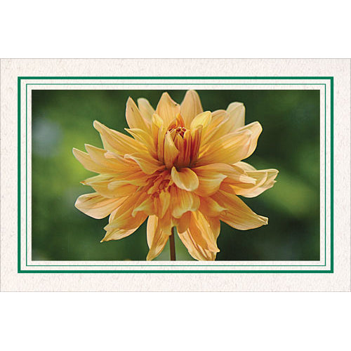 1132A-A - Natural, Amazon Green & Amazon Green Border, Blank Back, set of 10 cards