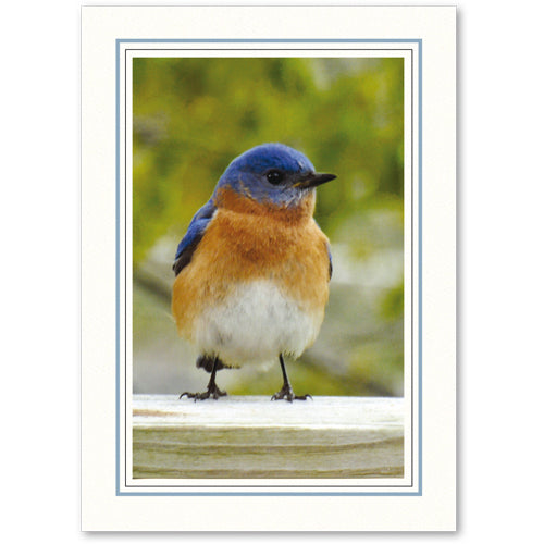 1225B-BK - Bright White, Blue Mist & Raven Black Border, Vertical, set of 10 cards