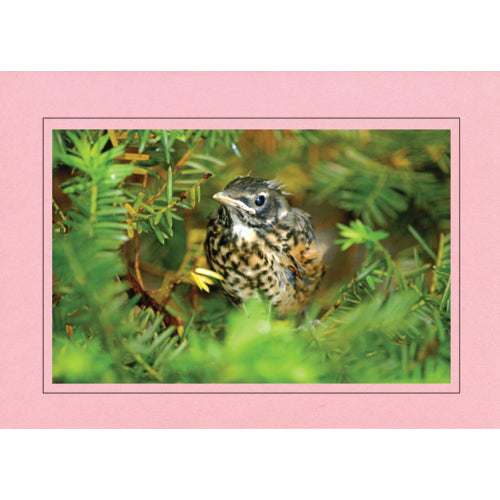 1342 - Pink, Raven Black Border, Blank Back, set of 10 cards