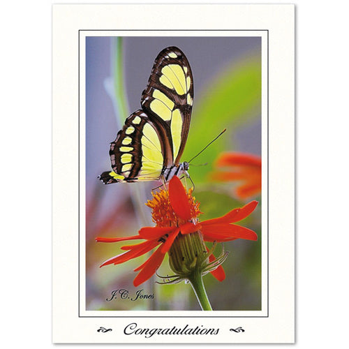 1348 - Bright White, Congratulations, Vertical, set of 10 cards