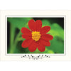 1582 - Bright White, Floral Border, Horizontal, set of 10 cards