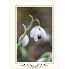 1583 - Bright White, Floral Border, Vertical, set of 10 cards
