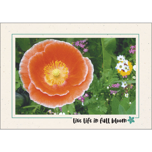 1610 - Natural, Live life in full bloom, Horizontal, set of 10 cards