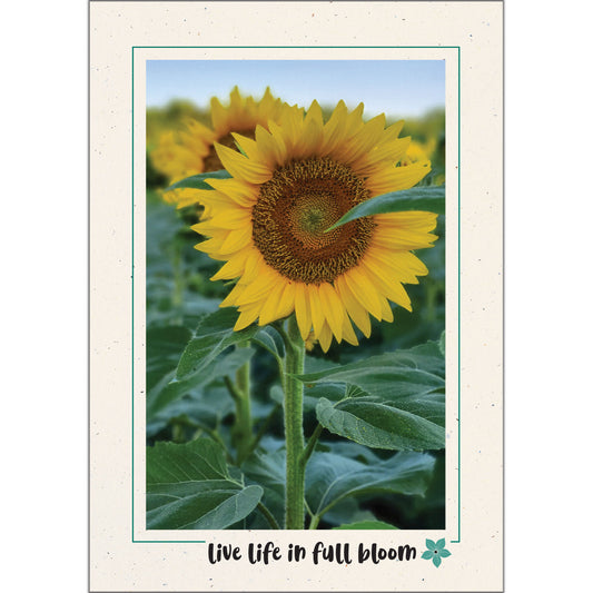 1611 - Natural, Live life in full bloom, Vertical, set of 10 cards