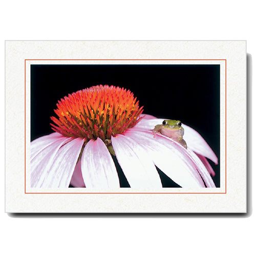 412T - Natural, Terracotta Border, Horizontal, set of 10 cards