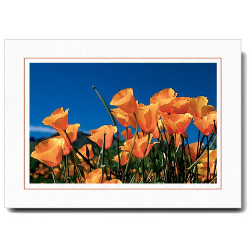 502T - Bright White, Terracotta Border, Horizontal, set of 10 cards