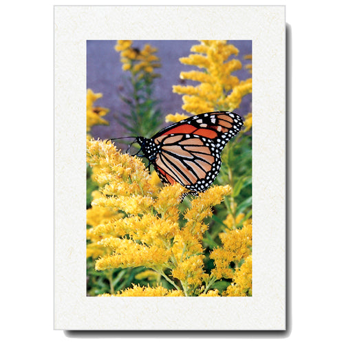 652 - Natural, Blank Front, Vertical, set of 10 cards