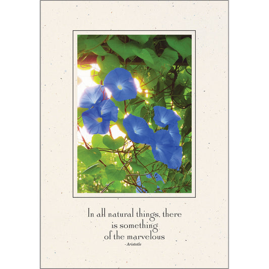 CC313 - 479 - Natural, In all natural things..., Vertical, set of 10 cards (DISCONTINUED)