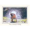 1153 - Bright White, Have a Wonderful Birthday, Horizontal, set of 10 cards