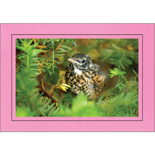 1342 - Pink, Raven Black Border, Blank Back, set of 10 cards