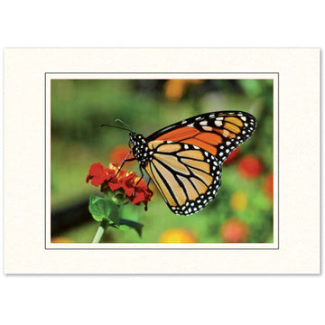 1376BK - Bright White, Digital Window, Raven Black Border, Blank Back, set of 10 cards