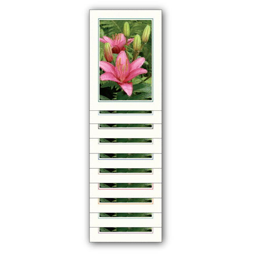 Single Border Bright White Cardstock