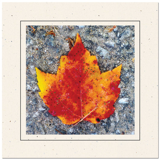 1440BK - Natural, Square Window, Raven Black Border, Blank Back, set of 10 cards
