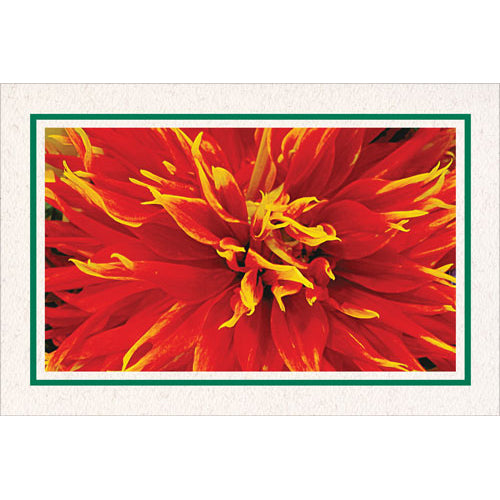 Bold Border Natural Cardstock