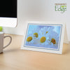 1609PB - Bright White, Sky Blue Pastel Border, Blank Back, set of 10 cards