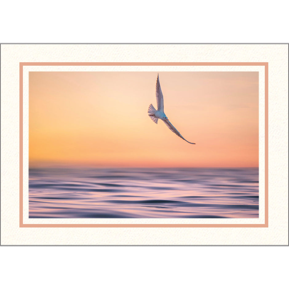 Pastel Border Cards Photographer's Edge