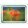 1628A - Bright White, Amazon Paint Border, Blank Back, set of 10 cards