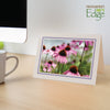 1629PV - Natural, Lavender Pastel Border, Blank Back, set of 10 cards