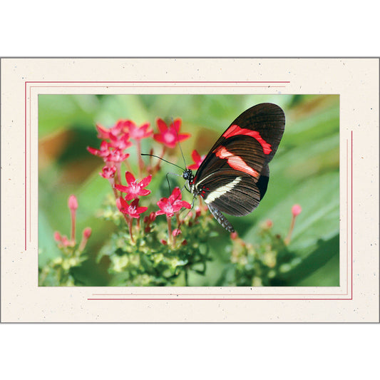 1630SC - Natural, Scarlet Red 2-Tone Border, Blank Back, set of 10 cards