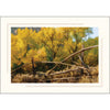 1631S - Bright White, Sandstone 2-Tone Border, Blank Back, set of 10 cards