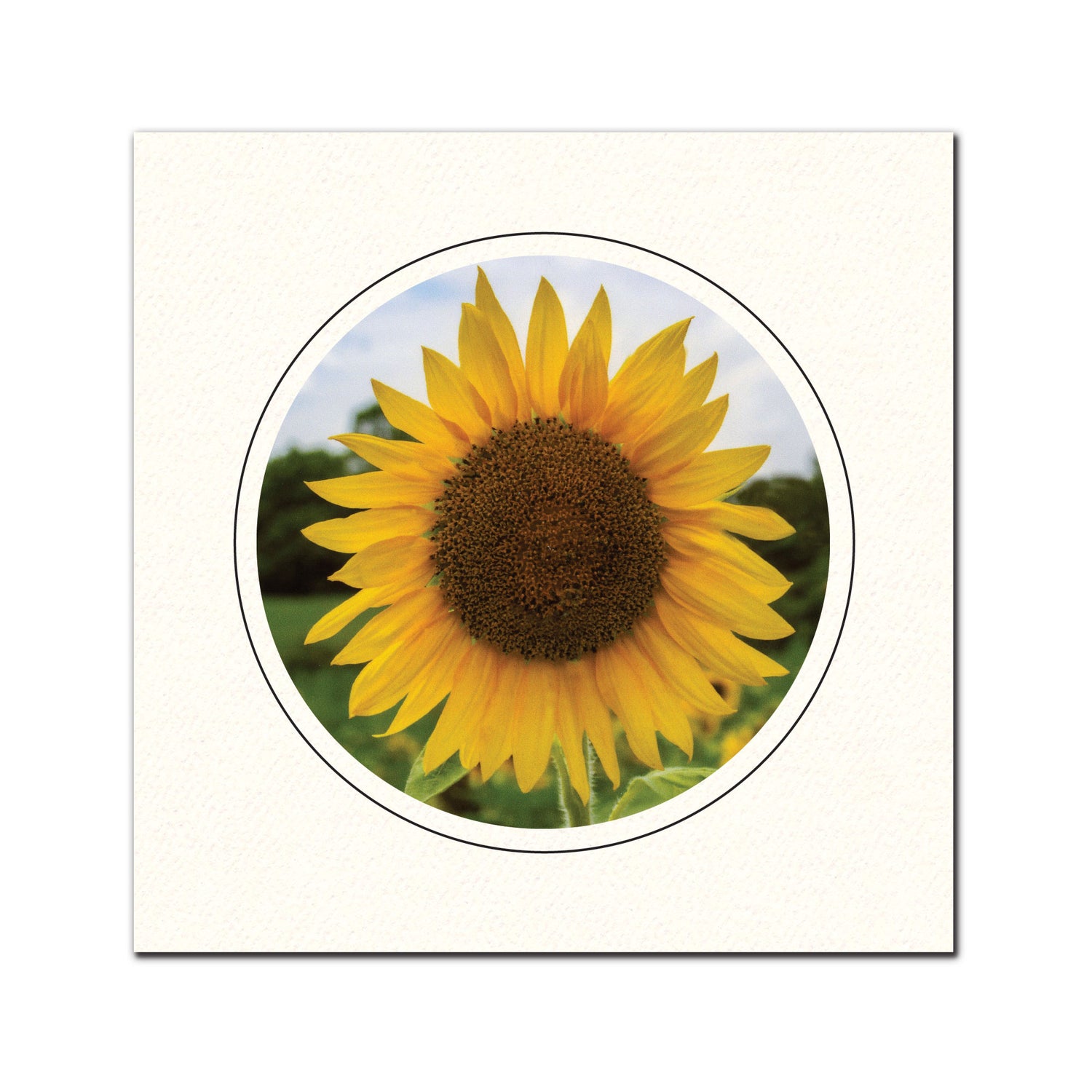 Circle Window Cards