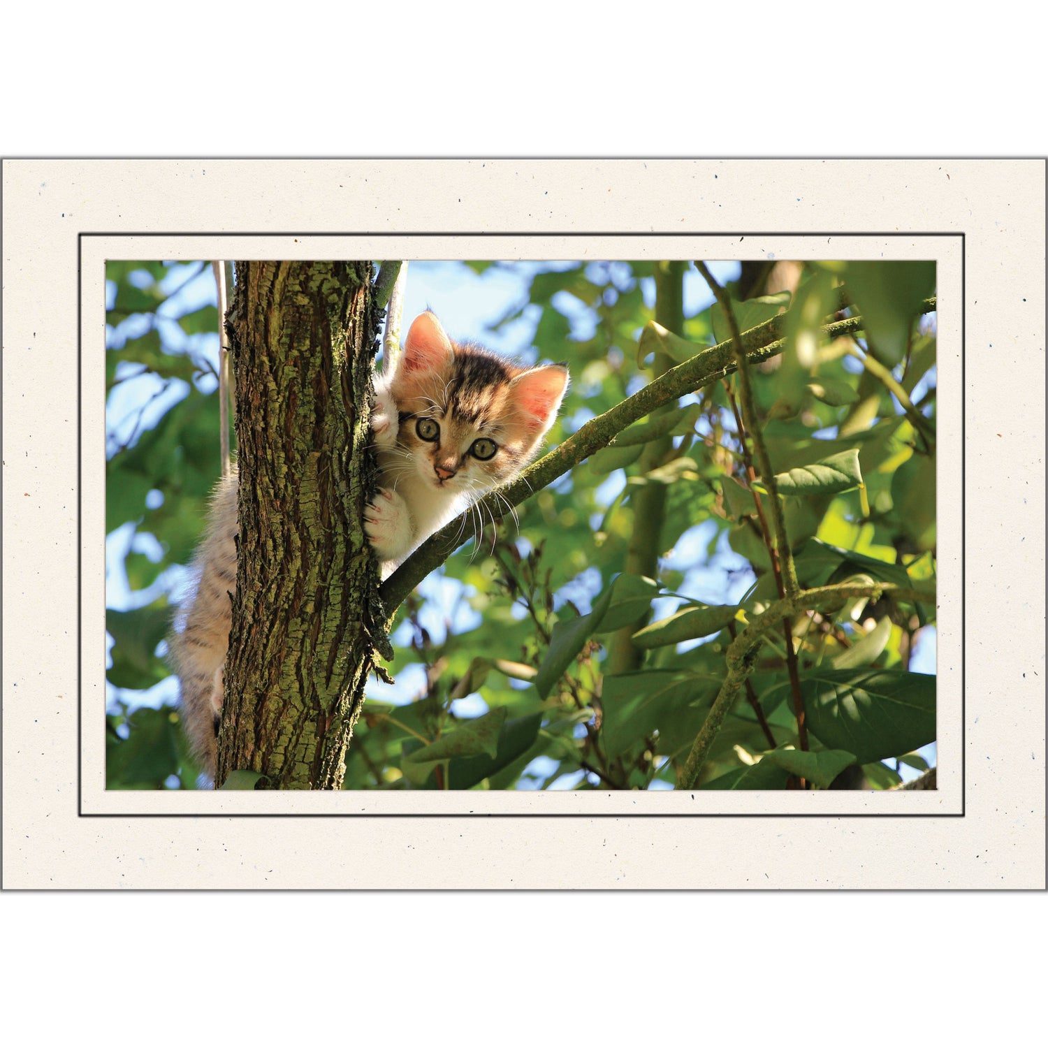 Photo Insert and Photo Mount Notecards