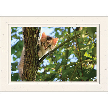 1636 - Natural, Raven Black Border, Photo Insert Notecard, set of 10 Notecards