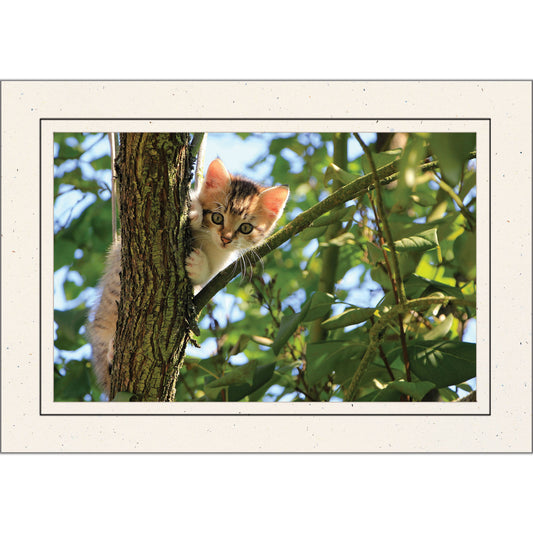 1636 - Natural, Raven Black Border, Photo Insert Notecard, set of 10 Notecards