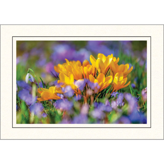 1637 - Bright White, Raven Black Border, Photo Insert Notecard, set of 10 Notecards