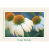 679 - Natural, Happy Birthday, Horizontal, set of 10 cards