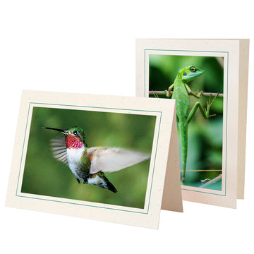 758A - Natural, Amazon Green Border, Blank Back, set of 10 cards
