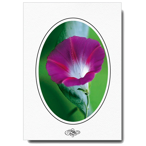 761 Bright White, Oval Window, Scroll Design, Vertical, set of 10 ca