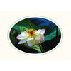 815A - Bright White, Oval Window, Amazon Green Border, Blank Back, set of 10 cards