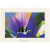 964 - Natural, Get Well Soon, Horizontal, set of 10 cards
