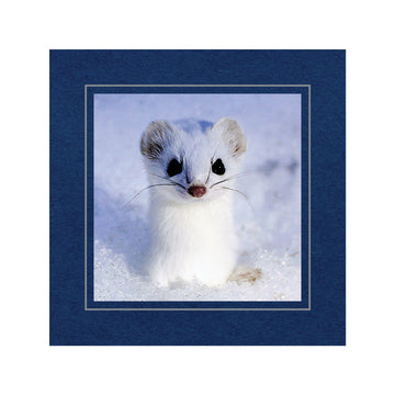 CC324 - Deep Blue, Square Window, Silver Border, Blank Back, set of 10 cards
