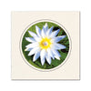 CC325 - Natural, Circle Window, Raven Black Border, Blank Back, set of 10 cards