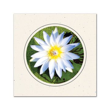 CC325 - Natural, Circle Window, Raven Black Border, Blank Back, set of 10 cards