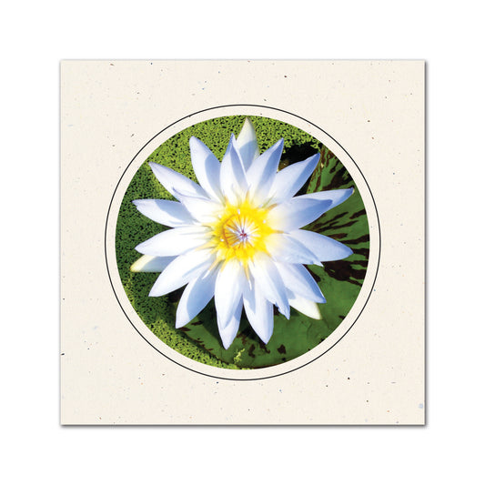 CC325 - Natural, Circle Window, Raven Black Border, Blank Back, set of 10 cards