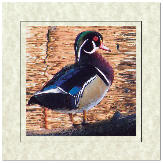 CC336 - Thyme, Square Window, Raven Black Border, Blank Back, set of 10 cards
