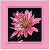 CC337 - Pink, Square Window, Raven Black Border, Blank Back, set of 10 cards