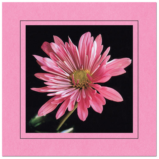 CC337 - Pink, Square Window, Raven Black Border, Blank Back, set of 10 cards