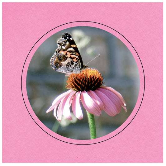 CC342 - Pink, Circle Window, Raven Black Border, Blank Back, set of 10 cards